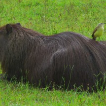 Capybara with yellow bird